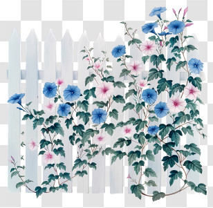 Garden Fence - Blue Morning Glories On White Fence Transparent PNG