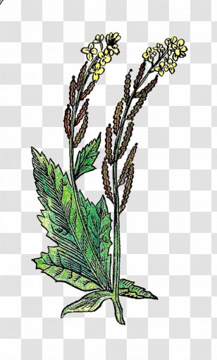 Mustard Plant Drawing Clip Art Transparent PNG