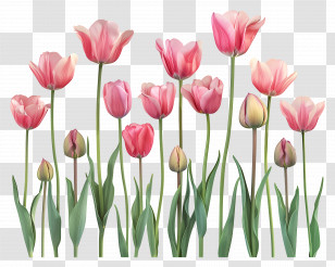 Pink Tulips In Full Bloom - Blossoming Pink Tulips Illustration Transparent PNG
