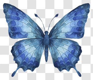 Blue Butterfly - Beautiful Blue Butterfly Illustration Transparent PNG