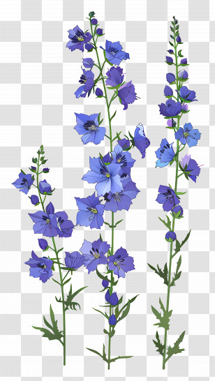Larkspur - Delphinium Flowers Drawing In Elegant Blue Shades Transparent PNG