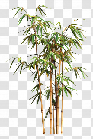 Bamboo - Bamboo Plant Illustration In Natural Style Transparent PNG