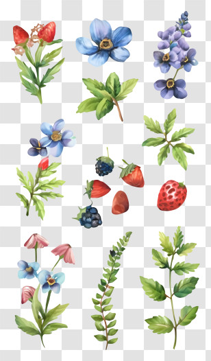 Watercolor Paintings - Botanical Varieties Of Flowers And Fruits Transparent PNG