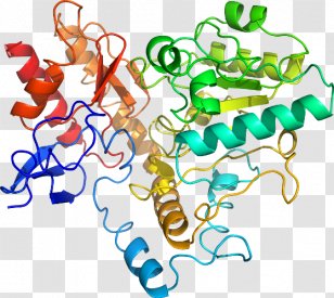 Organism Human Behavior Line Clip Art - Artwork Transparent PNG