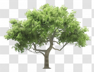 Animated Tree - Lush Green Tree Illustration Transparent PNG