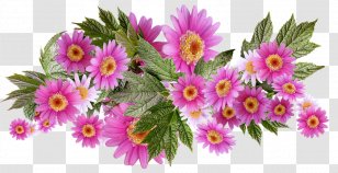 Image Flower Photograph Palette - Petal - Daisy Arrangements Transparent PNG