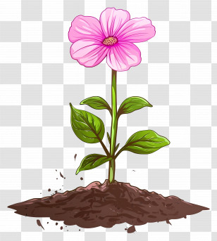 Pink Flower - Pink Blooming Flower Growing In Soil Transparent PNG