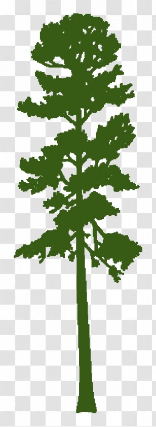 Pine Tree Silhouette - Woody Plant - Arbor Day Plane Transparent PNG