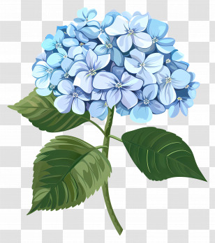 Hydrangea Flower - Beautiful Blue Hydrangea Flower Transparent PNG