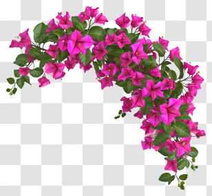 Realistic Bougainvillea - Vivid Pink Bougainvillea Blooms Artwork Transparent PNG