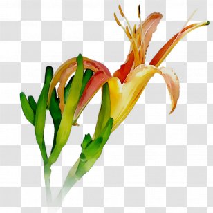 Petal Cut Flowers Plant Stem Plants - Fire Lily Transparent PNG
