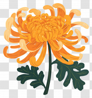 Yellow Chrysanthemum - Yellow Chrysanthemum Flower Illustration Transparent PNG