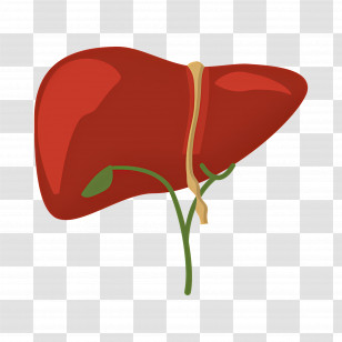 Liver - Illustration Of A Healthy Liver Transparent PNG