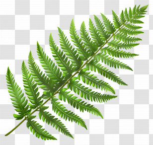 Fern Leaf - Green Fern Leaf Botanical Illustration Transparent PNG