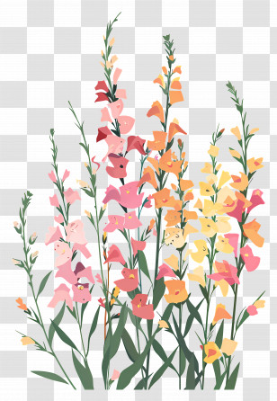 Snapdragons - Tall Colorful Flowers In Bloom Transparent PNG