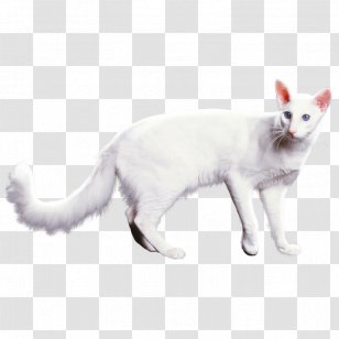 Balinese Cat Turkish Van Japanese Bobtail American Wirehair Manx - Small To Medium Sized Cats - Kitten Transparent PNG