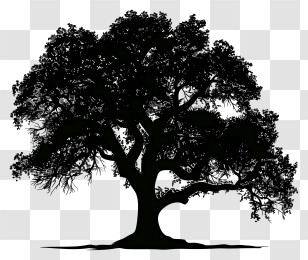 Tree Silhouette - Tree Silhouette Artwork Transparent PNG