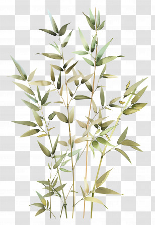 Bamboo Plant - Bamboo Plant Illustration For Nature Concept Transparent PNG