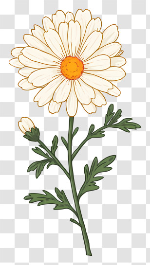 White Chrysanthemum - Beautiful White Flower With Green Leaves Transparent PNG