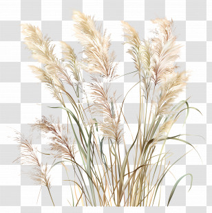 Miscanthus Sinensis - Pampas Grass Illustration With Neutral Tones Transparent PNG
