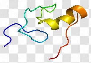 GATA1 GATA Transcription Factor Zinc Finger Protein - Organism - Red Blood Cell Transparent PNG