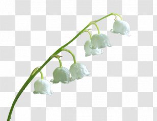 Blog Lily Of The Valley - Tistory - à¸«à¸¡à¸² Transparent PNG