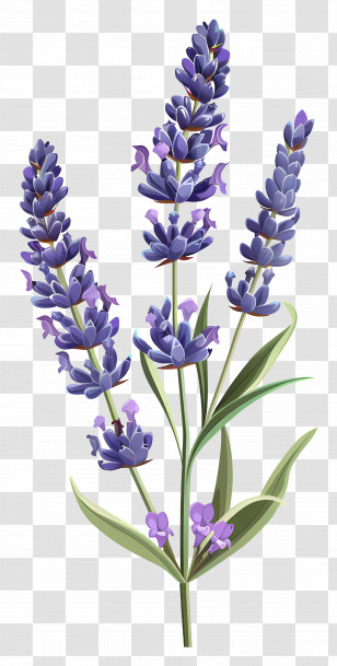 Lavender Flower - Illustrated Lavender Plant With Blooming Flowers Transparent PNG