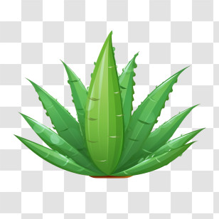 Aloe Vera - Bright Green Aloe Vera Plant Transparent PNG