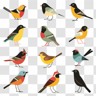 Birds - Set Of Colorful Illustrated Birds Transparent PNG