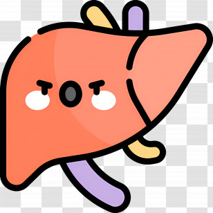Liver - Cartoon Illustrated Human Liver Transparent PNG
