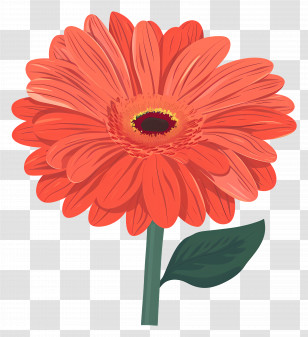 Gerbera Daisy Flower - Orange Daisy-Like Flower Design Transparent PNG