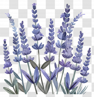 Lavender - Beautiful Lavender Plants With Purple Blossoms Transparent PNG