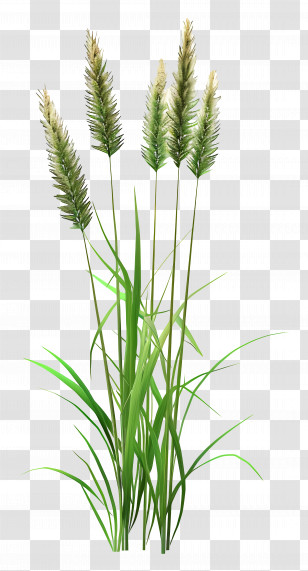 Grass Plant - Green Grass And Reeds Transparent PNG