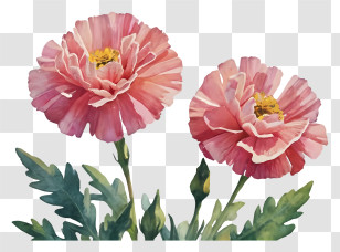 Pink Flowers - Beautiful Pink Blooming Flowers With Green Foliage Transparent PNG