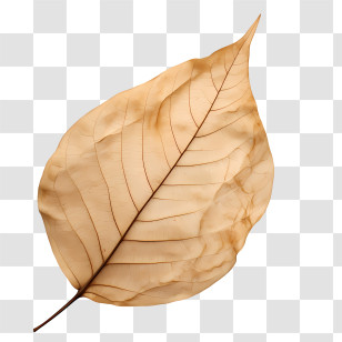 Dried Leaf - Dry Autumn Leaf With Natural Texture Transparent PNG