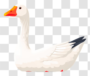 Goose Floating On Water - White Goose With Orange Beak Transparent PNG