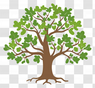 Oak Tree - Beautiful Green Oak Tree Illustration Transparent PNG