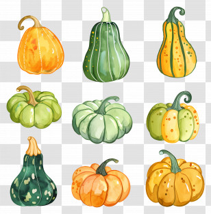 Squash - Variety Of Pumpkins And Gourds Illustration Transparent PNG