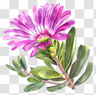 Ice Plant Flower - Beautiful Pink Flower With Green Leaves Transparent PNG