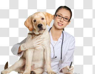 Dog - Veterinarian With Labrador Retriever During Checkup Transparent PNG