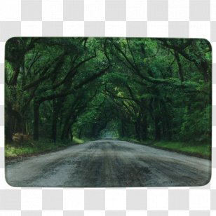 CloseUp Images Cutting Boards Glass - Plantation - Branch Transparent PNG