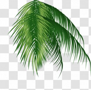 green coconut trees png images transparent green coconut trees images pnghut