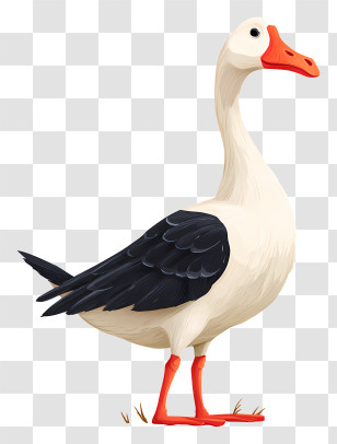 Duck - White Goose With Black Feathers Transparent PNG