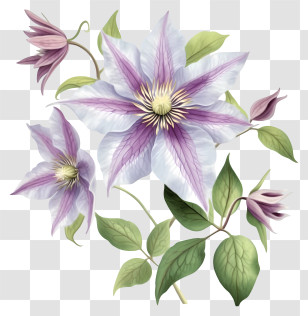 Detailed Illustrations - Purple And White Clematis Flowers Illustration Transparent PNG