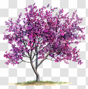 Judas Tree - Beautiful Pink-Blossoming Tree Illustration Transparent PNG