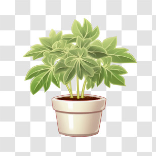 Fatsia Japonica - Green Plant In Elegant White Ceramic Pot Transparent PNG