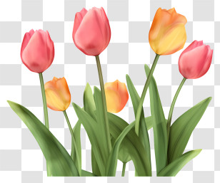 Tulips - Beautiful Tulips In Full Bloom Transparent PNG