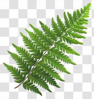 Fern Leaf - Green Tropical Fern Leaf Illustration Transparent PNG