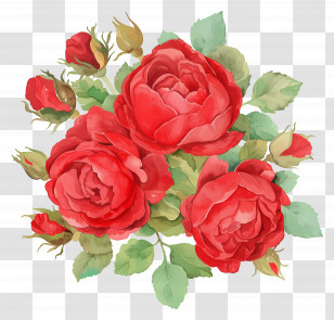 Rose Flowers - Red Roses Bouquet Transparent PNG