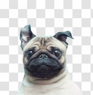 Pug Puppy Dalmatian Dog Pomeranian Transparent PNG